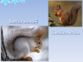Дикие животные в зимнем лесу, слайд 13