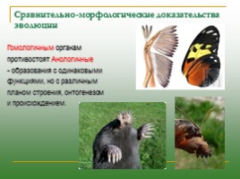 Доказательства эволюции: виды, описание, слайд 10