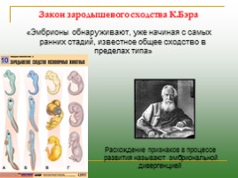 Доказательства эволюции: виды, описание, слайд 16
