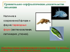 Доказательства эволюции: виды, описание, слайд 8