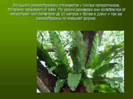 Древние растения «Папоротник», слайд 5