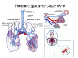 Дыхательная система, слайд 21