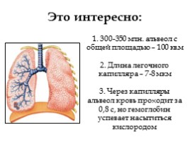 Дыхательная система, слайд 28