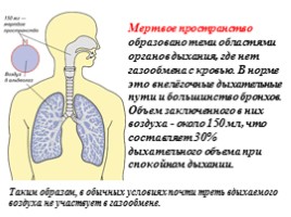 Дыхательная система, слайд 32