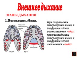 Дыхательная система, слайд 7