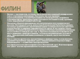 Животные Сибири, слайд 10