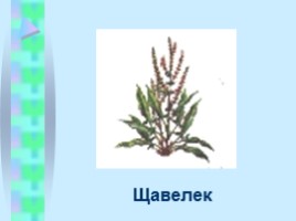 Жизненные формы растений, слайд 14