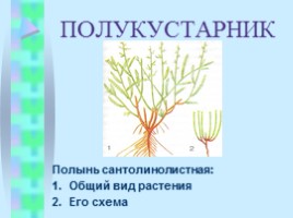 Жизненные формы растений, слайд 3