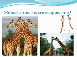 Жирафы, слайд 10