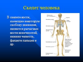 Законы физики и организм человека, слайд 11