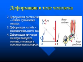 Законы физики и организм человека, слайд 13