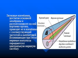Законы физики и организм человека, слайд 21
