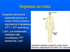 Законы физики и организм человека, слайд 8