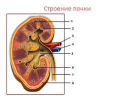 Зачёт по теме «Кожа» (с правками), слайд 8