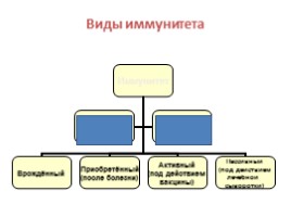 Зачёт по теме «Кровообращение», слайд 5