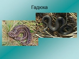 Змеи Ленинградской области, слайд 2