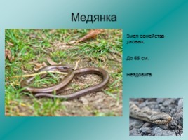 Змеи Ленинградской области, слайд 3