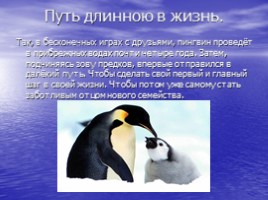 Императорские пингвины, слайд 12