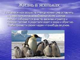 Императорские пингвины, слайд 8