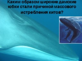 Интеллектуальное казино «В мире природы», слайд 63