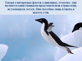 Интересные факты о пингвинах, слайд 10