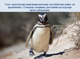 Интересные факты о пингвинах, слайд 11