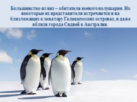 Интересные факты о пингвинах, слайд 2