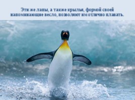 Интересные факты о пингвинах, слайд 4