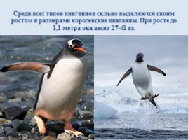 Интересные факты о пингвинах, слайд 7