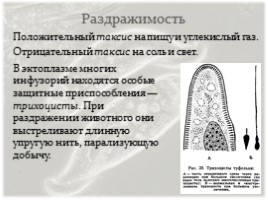 Инфузории, слайд 20