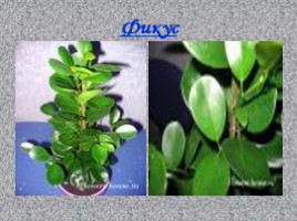 Использование фитонцидов растений для оздоровления воздуха помещений, слайд 15