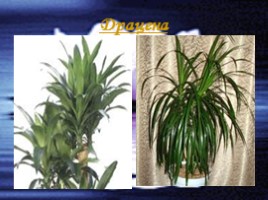 Использование фитонцидов растений для оздоровления воздуха помещений, слайд 17