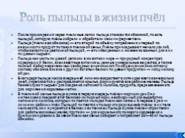 Исследовательская работа «Исследование цветочной пыльцы», слайд 5