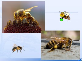 Исследовательская работа «Исследование цветочной пыльцы», слайд 6