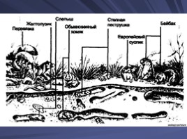 Окружающий мир «Как образуется почва?», слайд 10