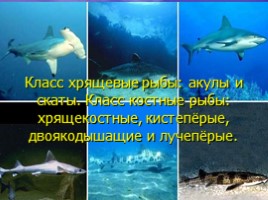 Класс Хрящевые рыбы: акулы и скаты - Класс Костные рыбы: хрящекостные, кистепёрые, двоякодышащие и лучепёрые, слайд 1