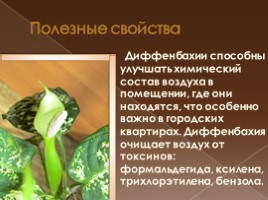 Комнатные растения «Диффенбахия», слайд 4