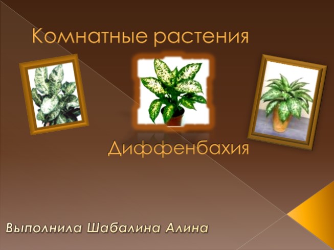 Комнатные растения «Диффенбахия»