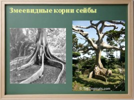 Корень - Строение и функции - Видоизменения корня, слайд 19