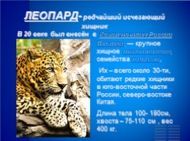 Красная книга России «Дальневосточный леопард», слайд 2
