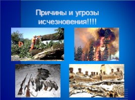Красная книга России «Дальневосточный леопард», слайд 4