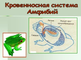 Кровеносная система - Кровь, слайд 11