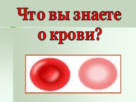 Кровеносная система - Кровь, слайд 15