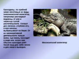 Крокодилы: свирепые и коварные, слайд 6