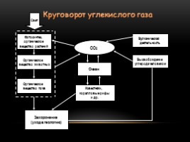 Круговорот углекислого газа в природе, слайд 10