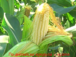 Культурные растения «Кукуруза», слайд 12