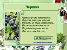 Кустарнички, слайд 13