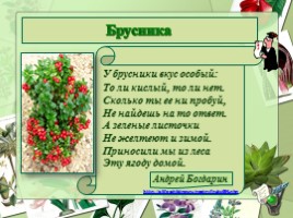 Кустарнички, слайд 5