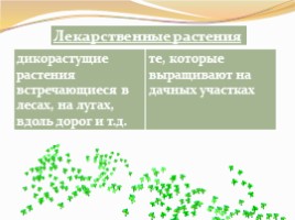 Лекарственные растения, слайд 4