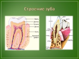 Лекция по теме «Пищеварение», слайд 11